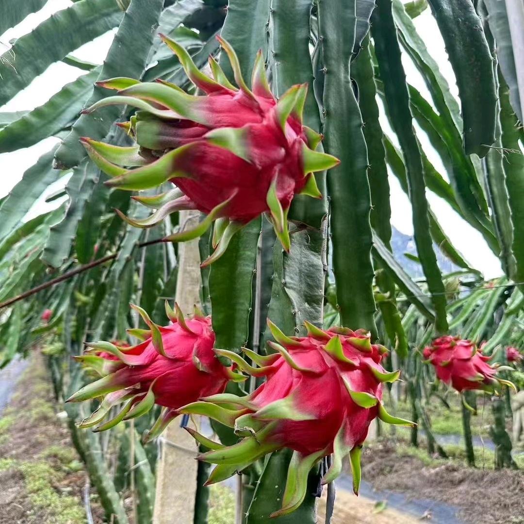 花开花落