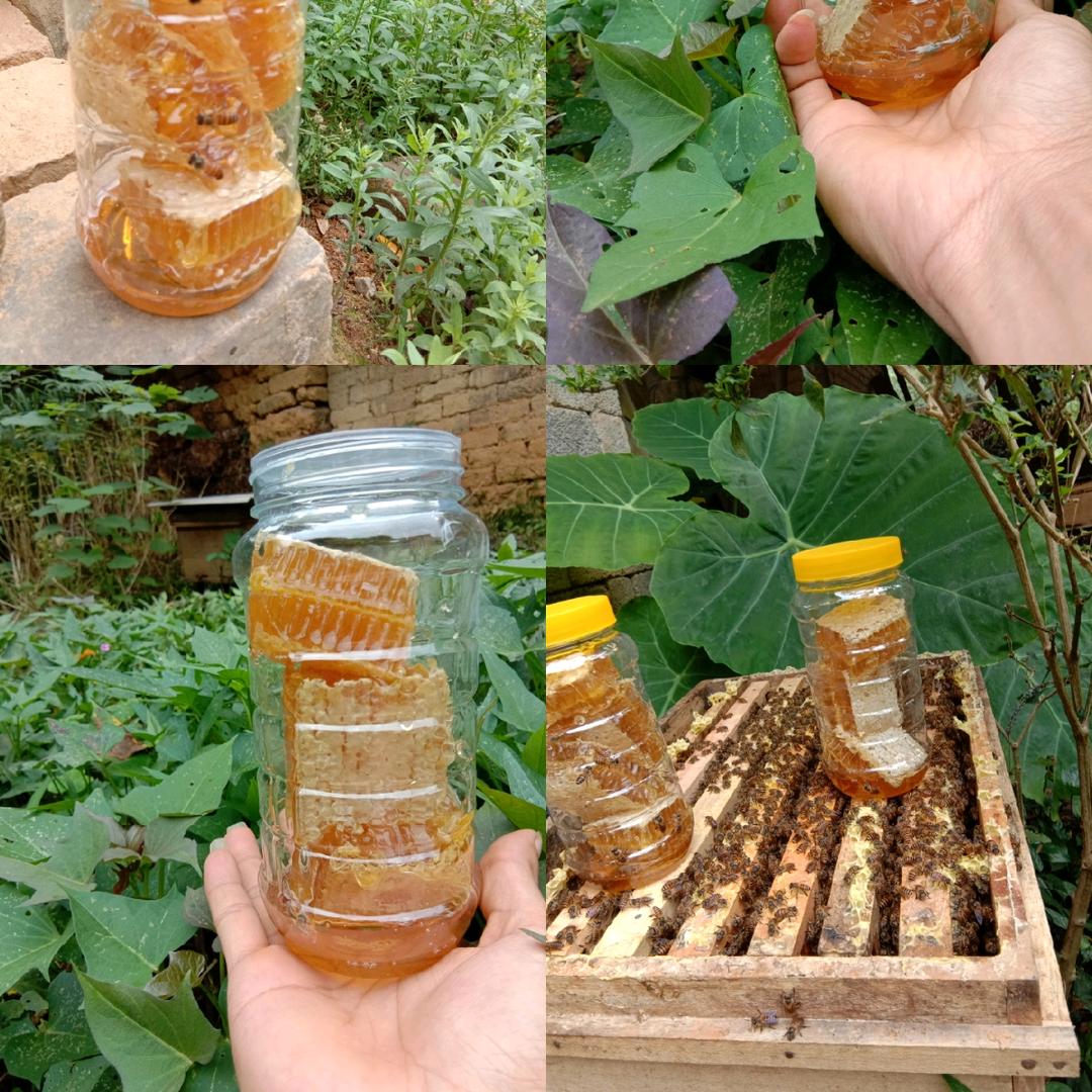 小马蜜蜂