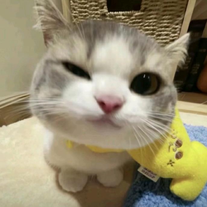 yu.
