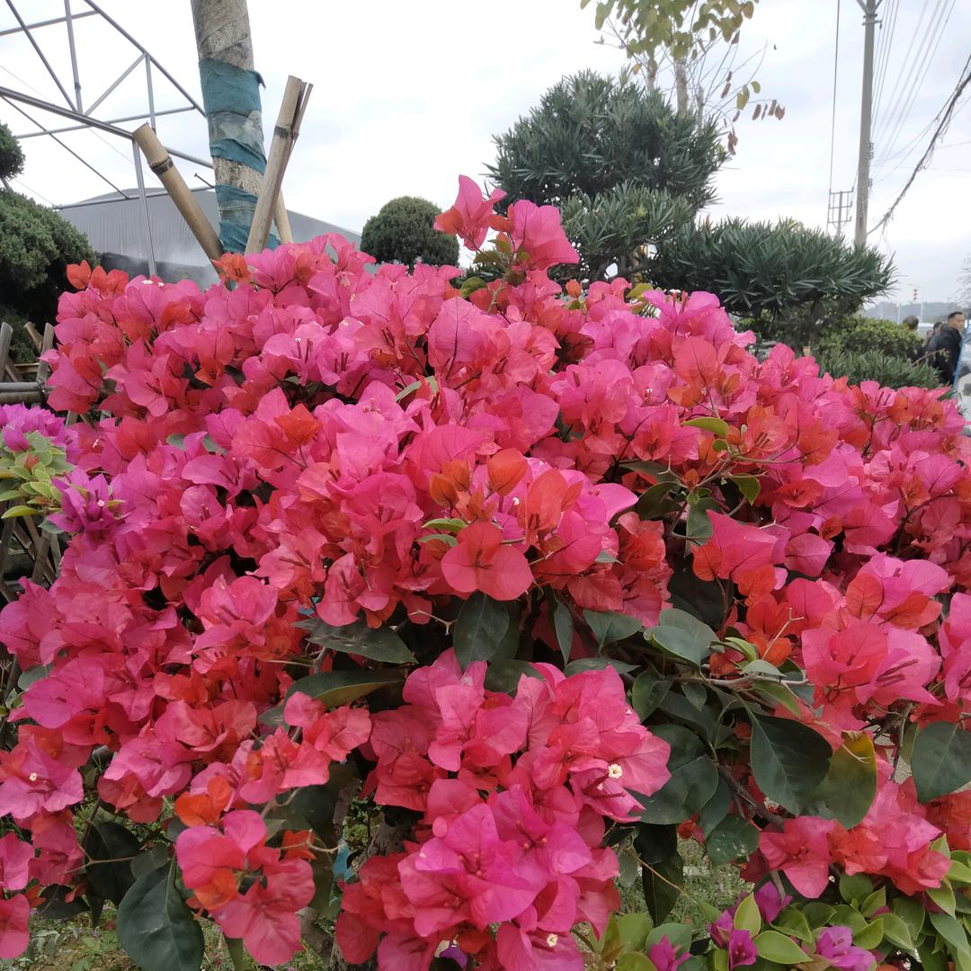圆元