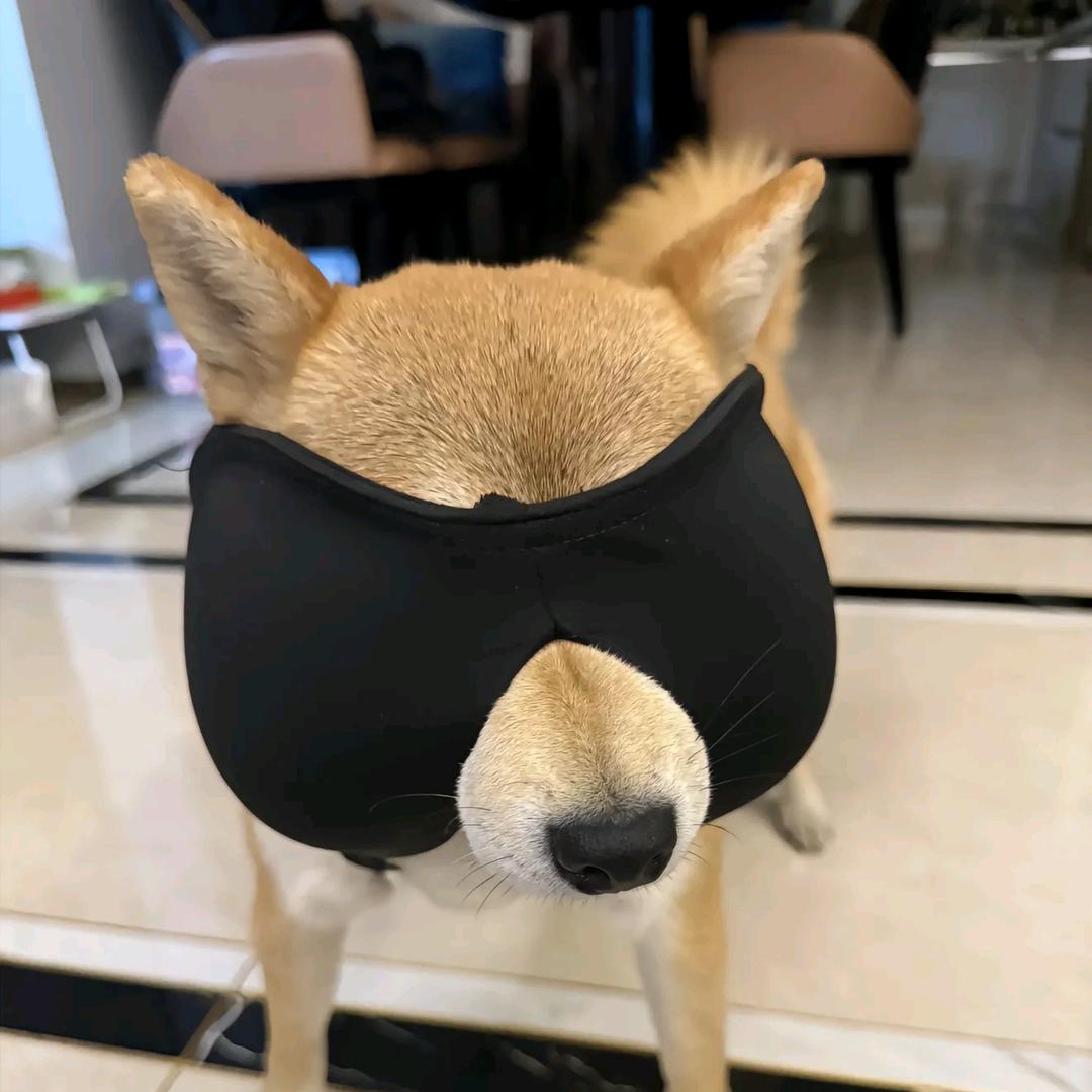 虾子龙