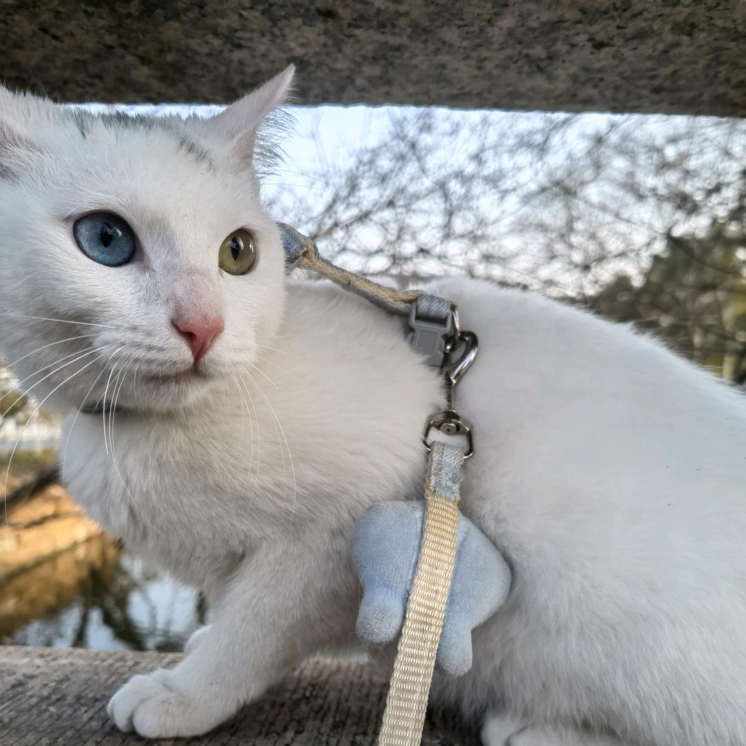 五飞飞
