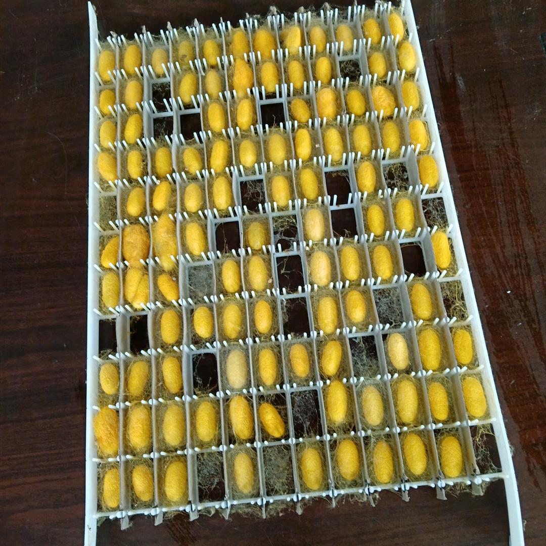 昌哥蚕具优选