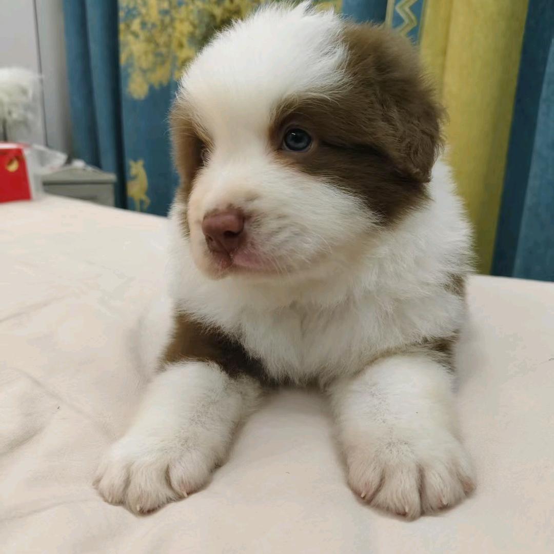 瑞森边牧犬舍