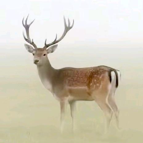 江山稳固🇨🇳