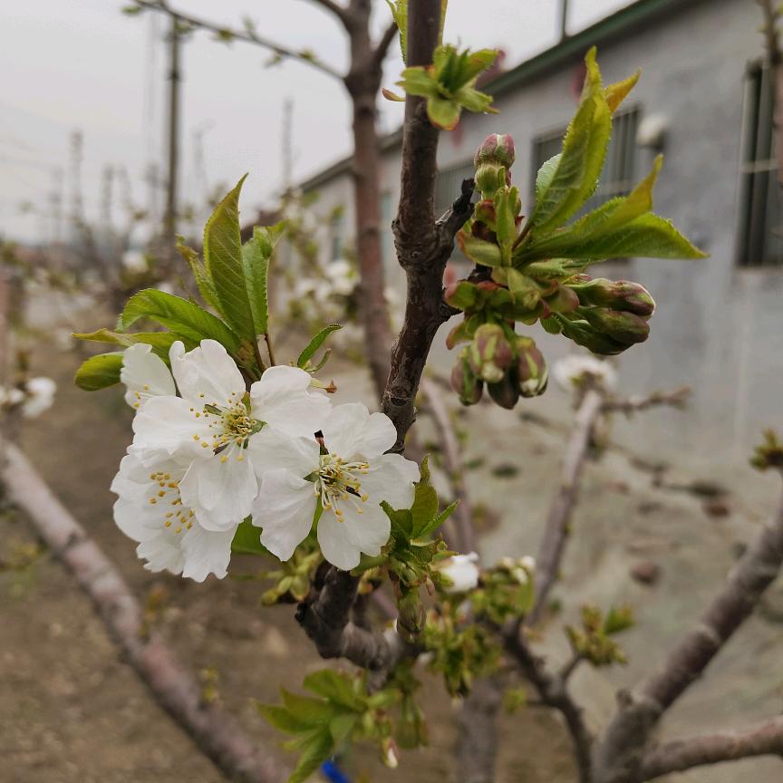 酱油楊小生