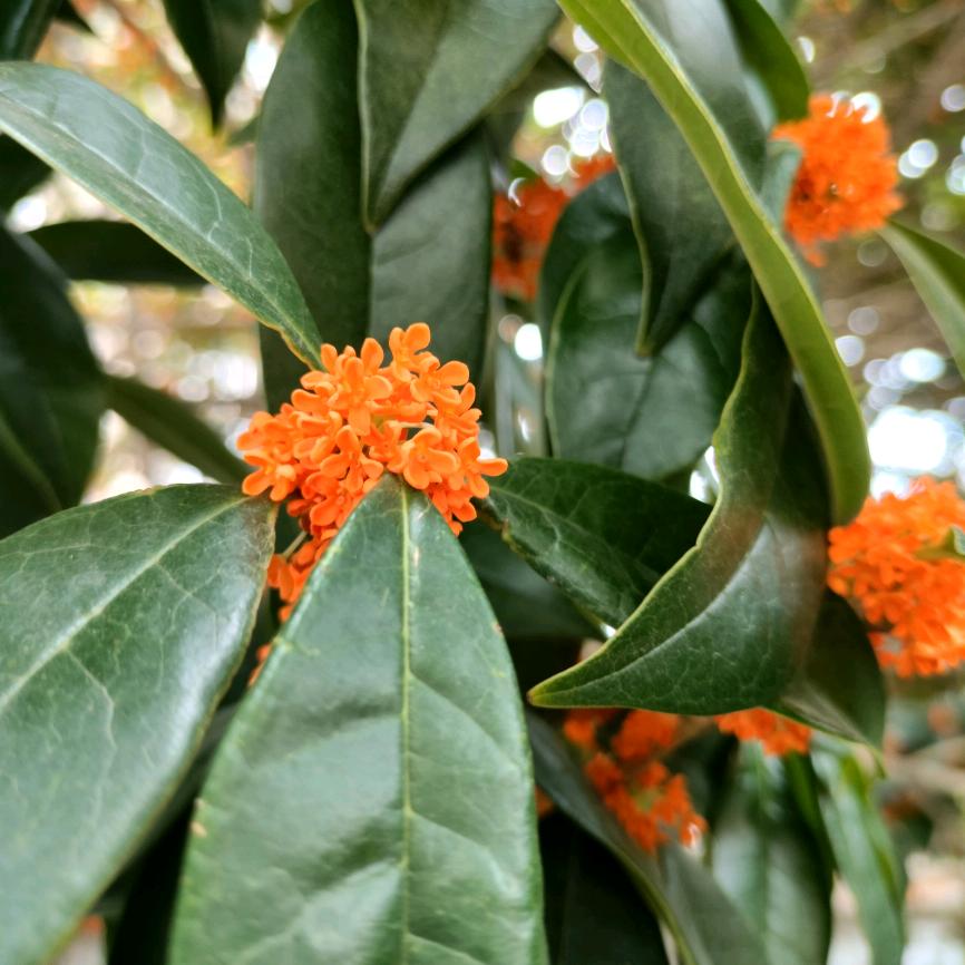 芳草萋萋鹦鹉洲