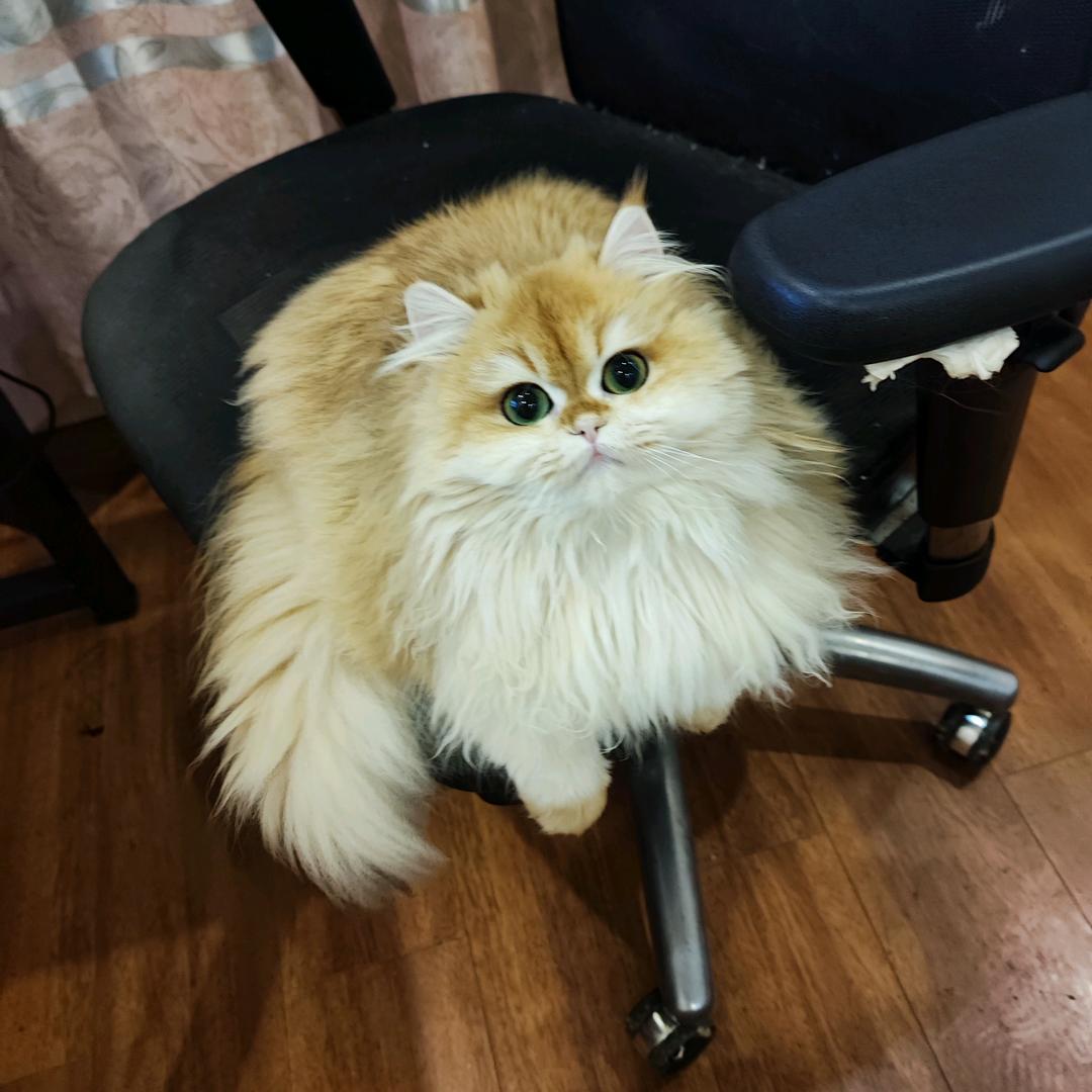 高尘尘