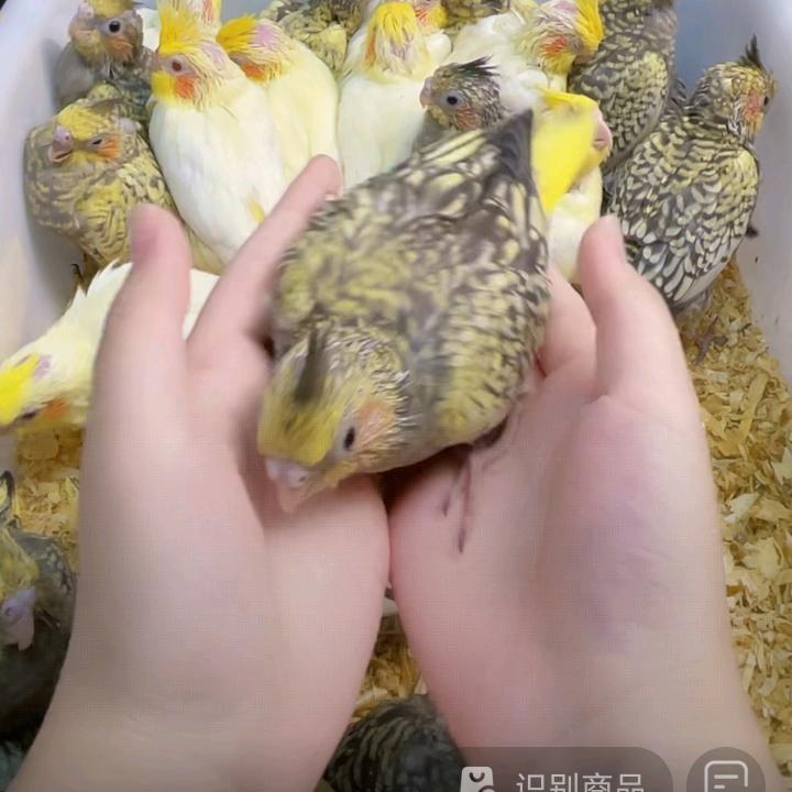 天空之翼