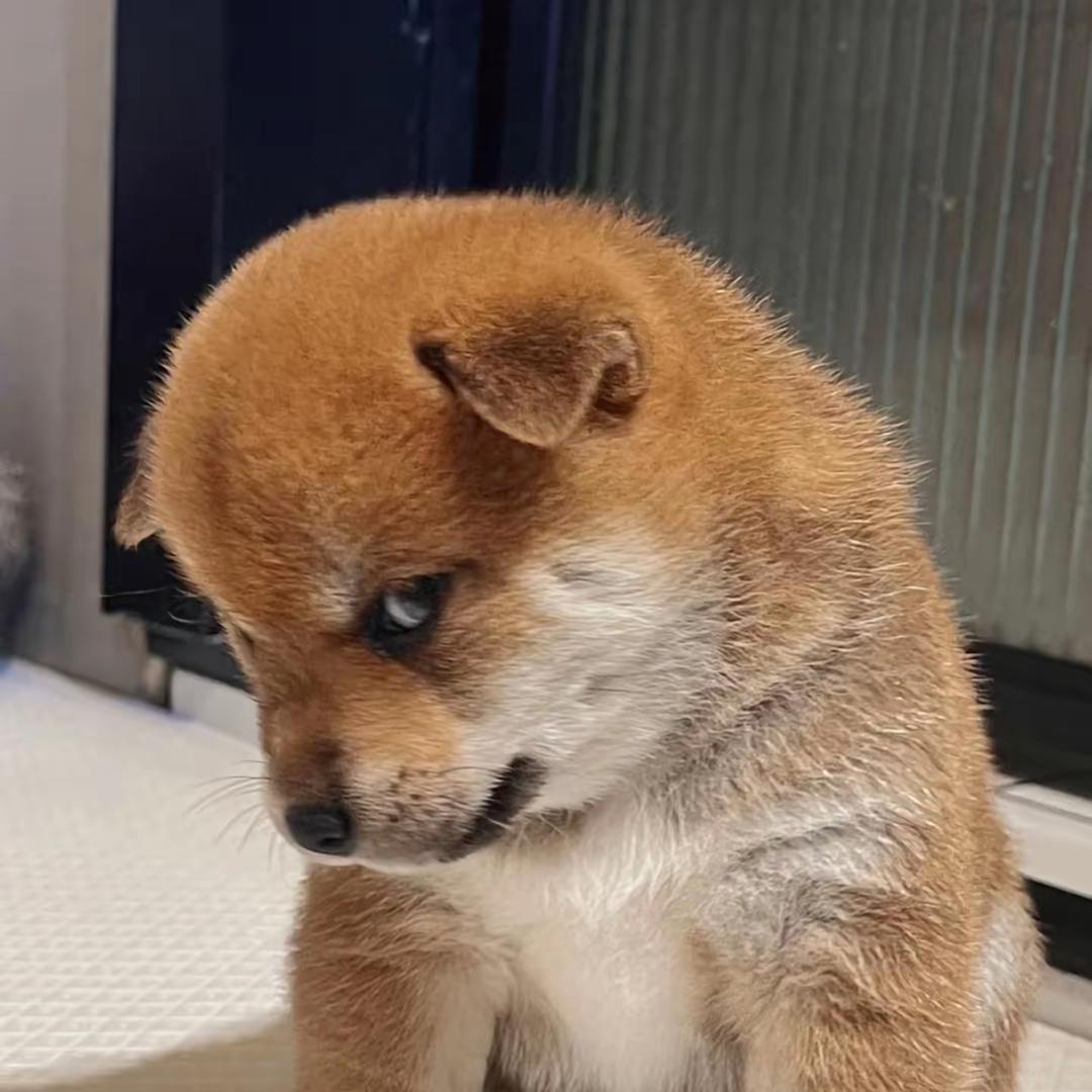 拴绳的猫