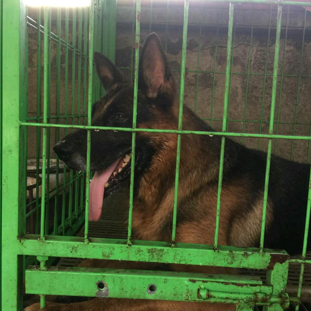 鄂州犬业