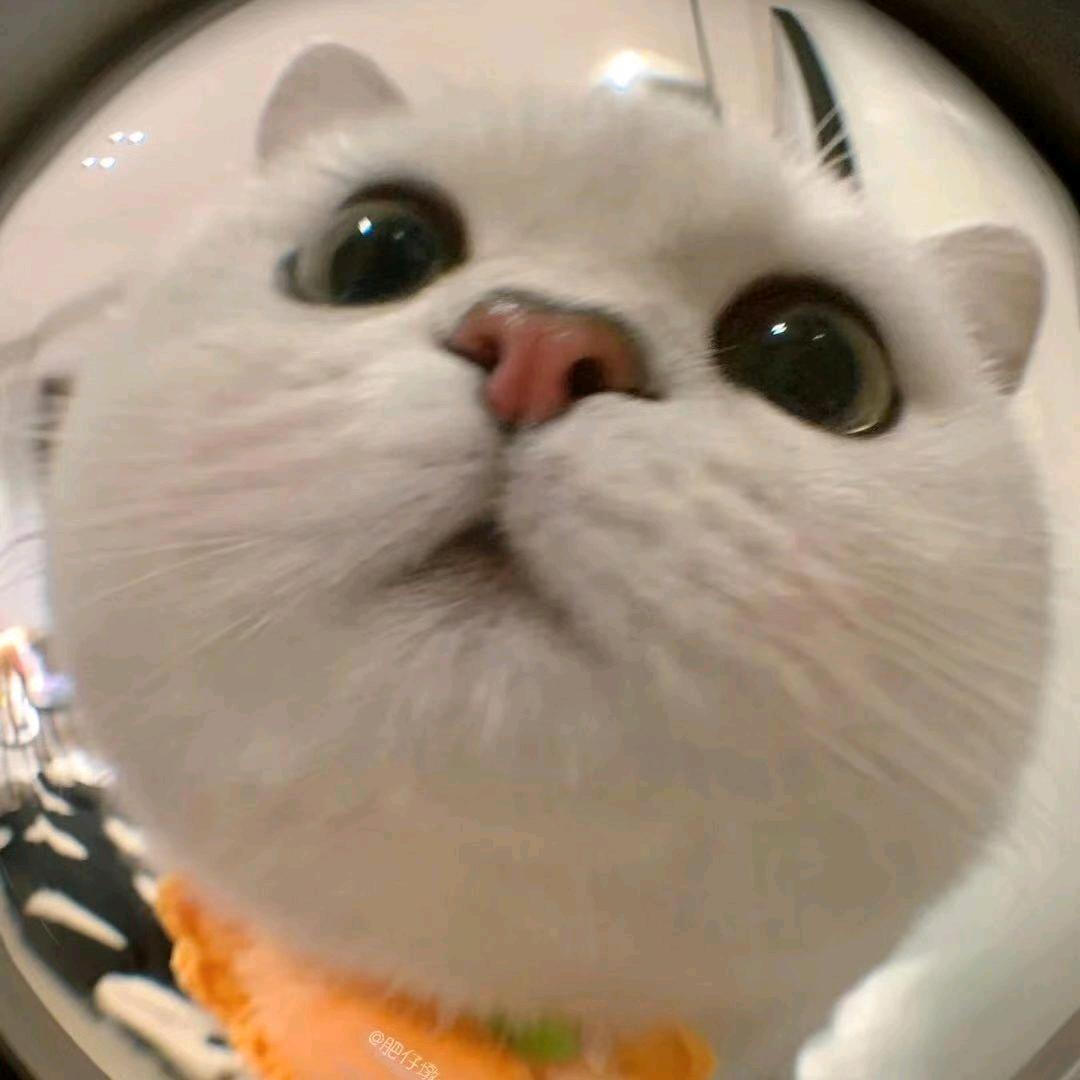 玲珑家庭猫(广东)