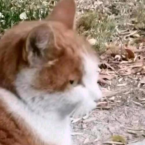 橘猫🐑⋆͛ᵞᵐ