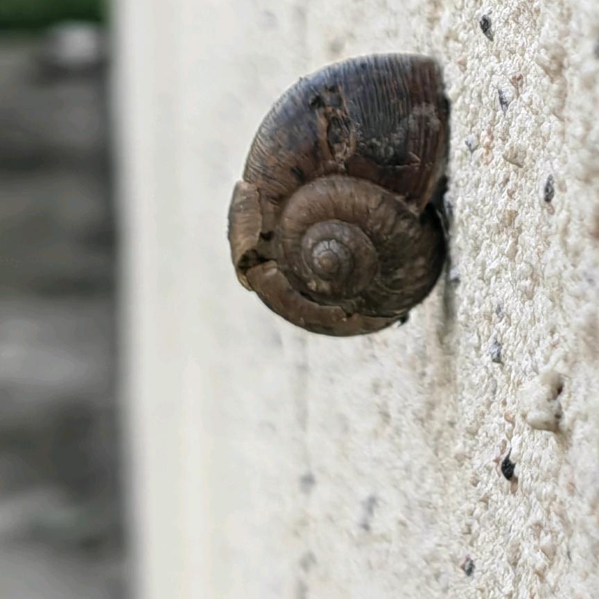 邵晴