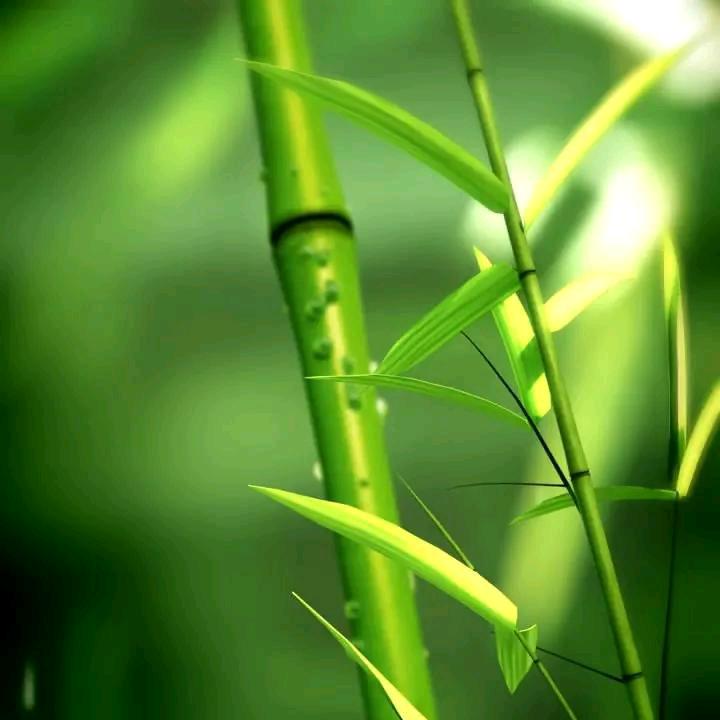 楠