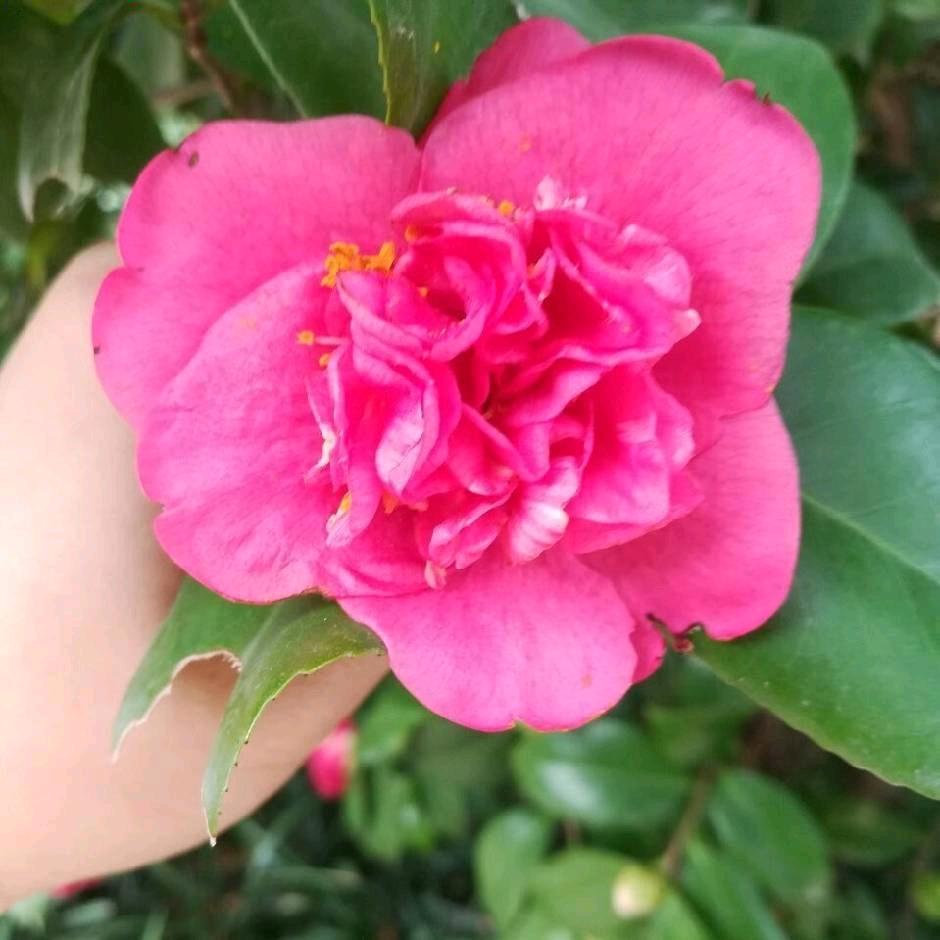 @阿莲