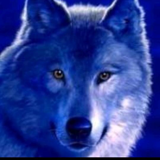 疯狂奔跑的大鹅