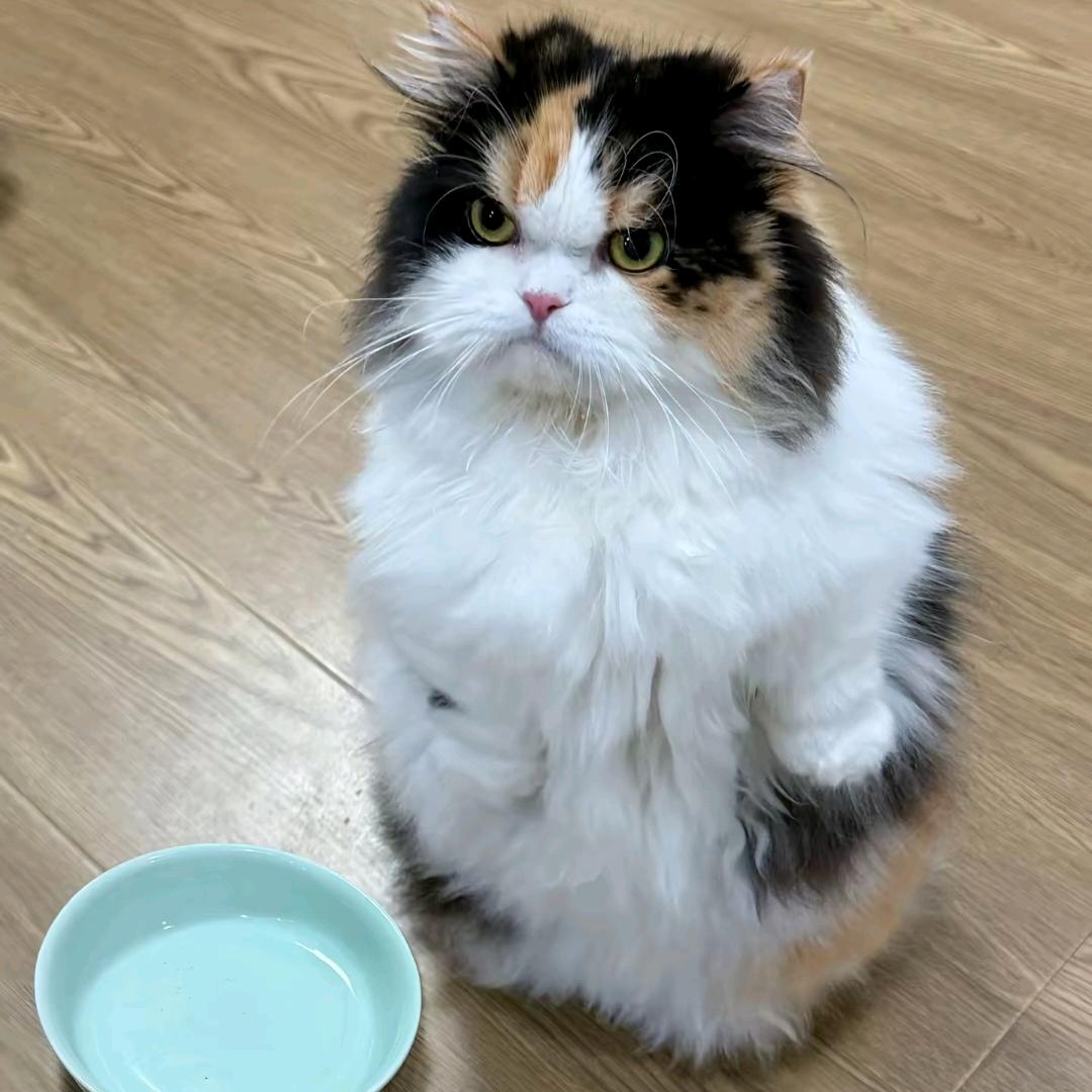 道不仝不想喂猫