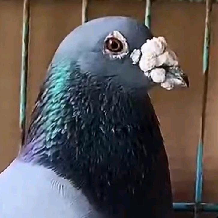 恒发国际赛鸽-宋依豪