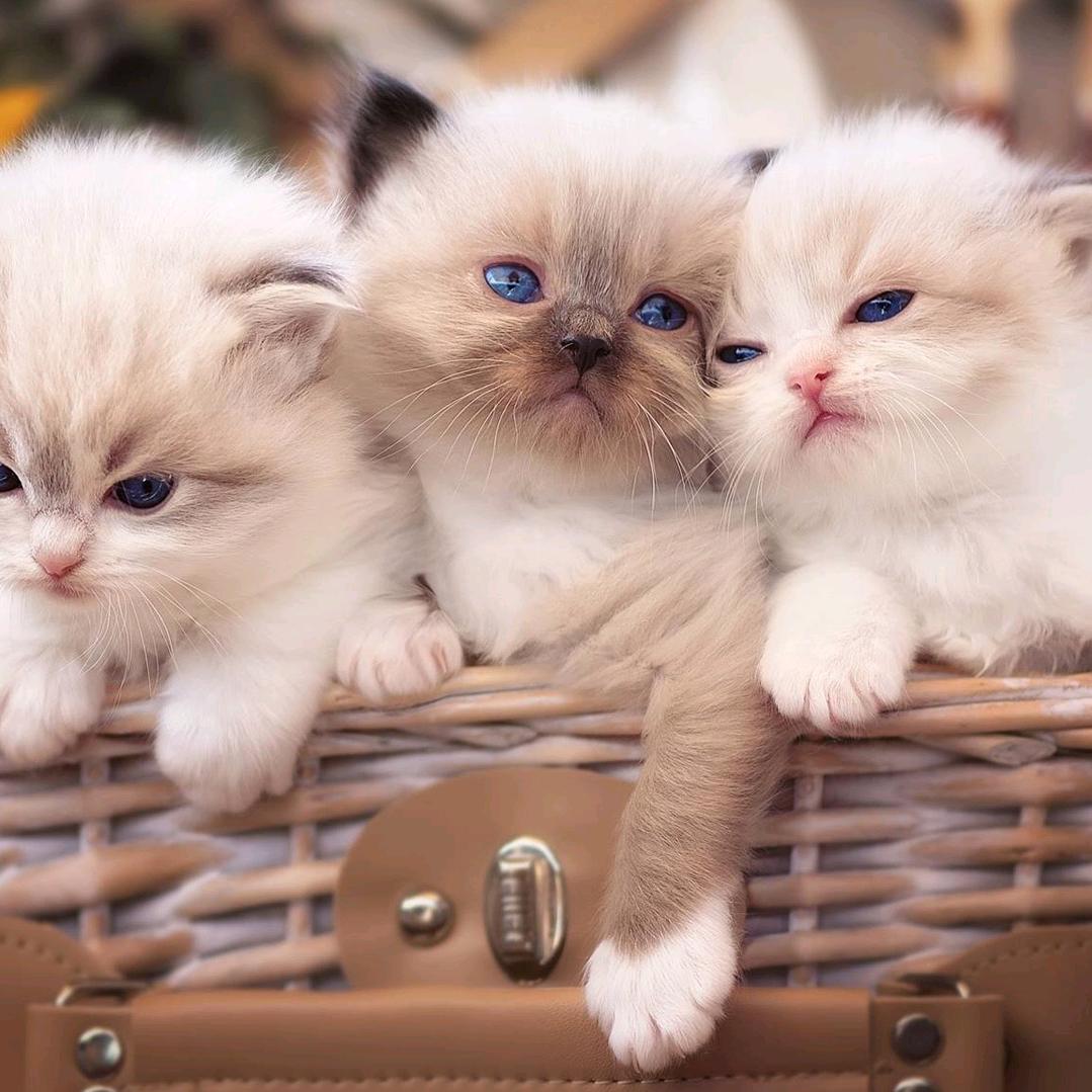 性感的小野猫。