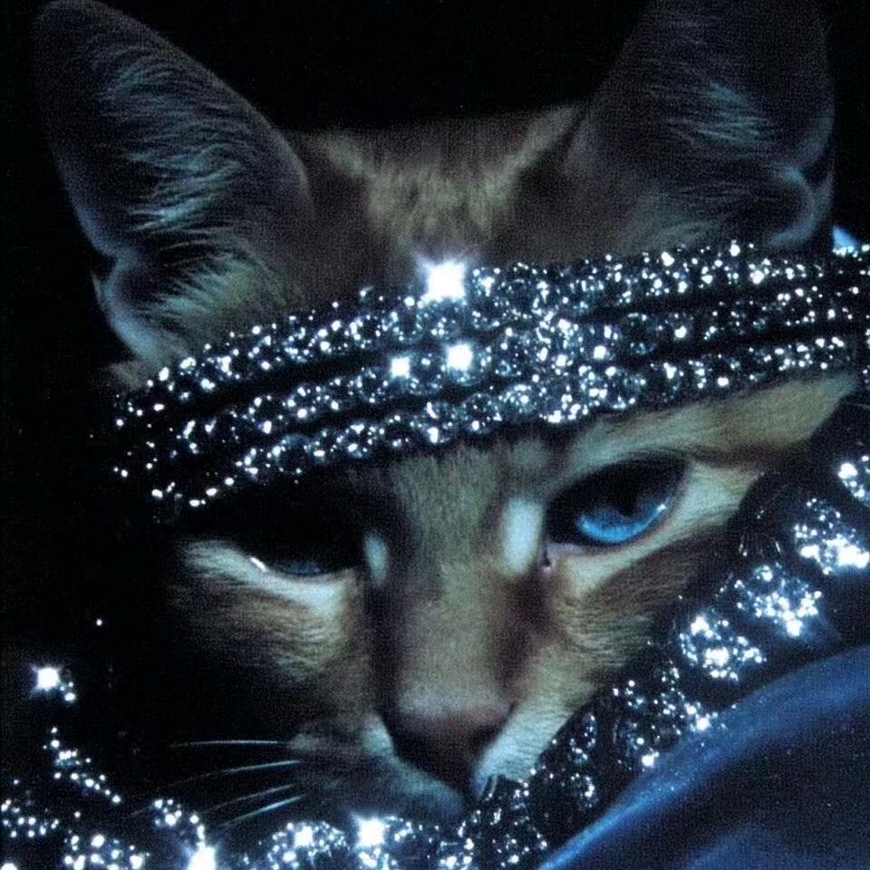 荔枝荔枝我是荔枝核💣