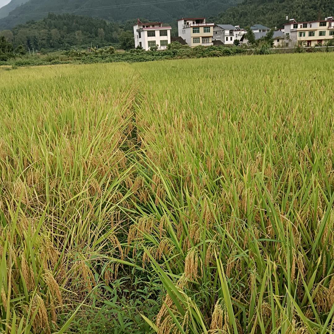 闰土