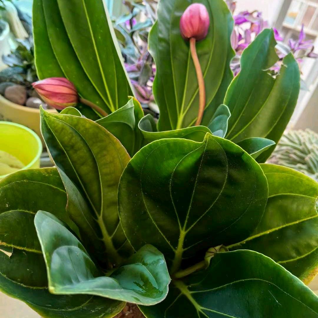 高🍎山🌳流🏇水