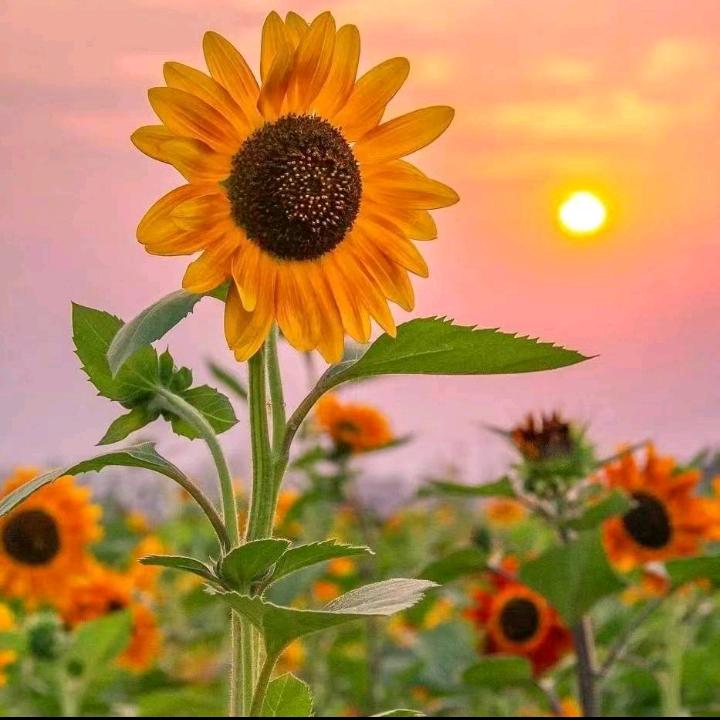 开心快乐每一天