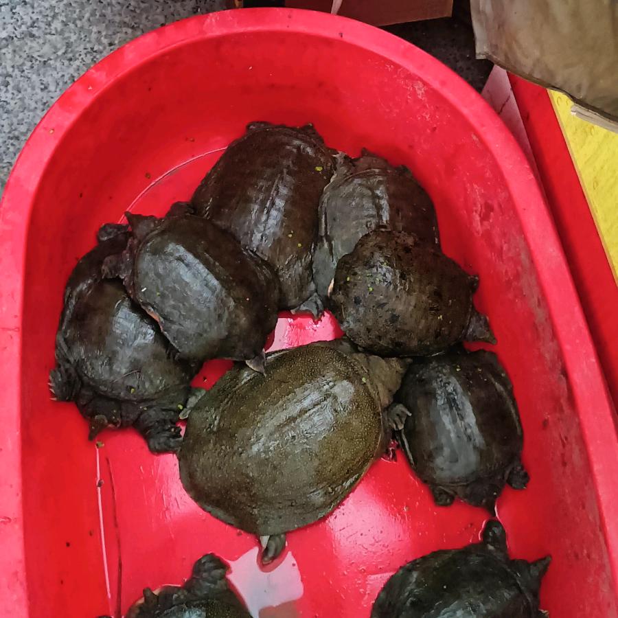 仙桃生态甲鱼养殖农场