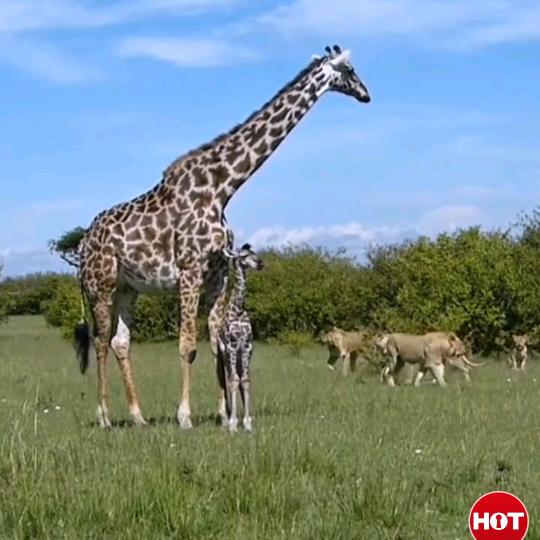 酒癫的动物频道