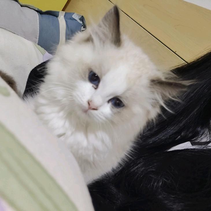 小乖🐾.