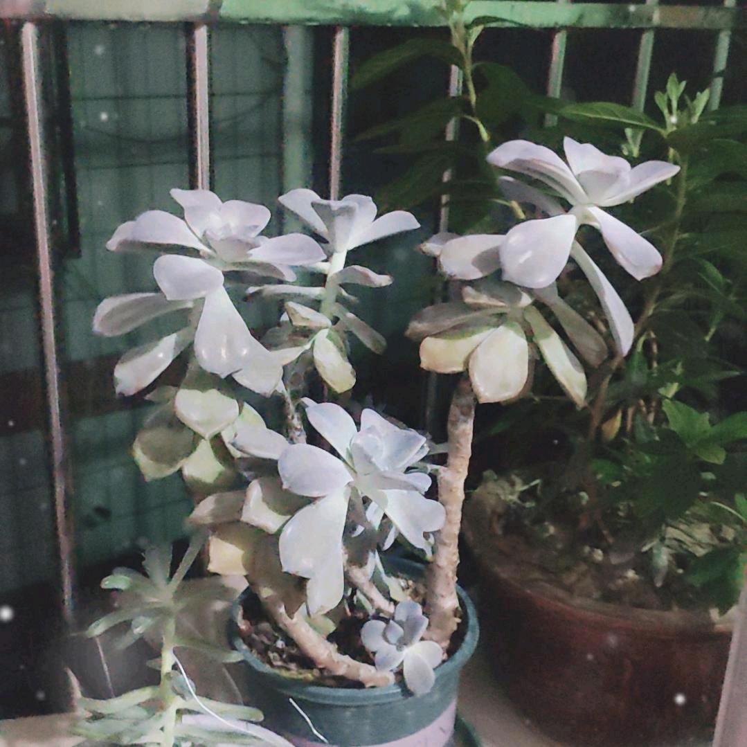 龙业昌盛