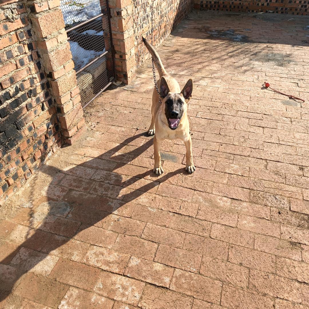 牧羊犬训练