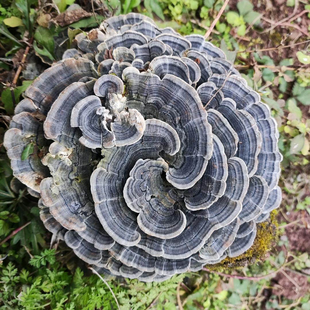 莫须有
