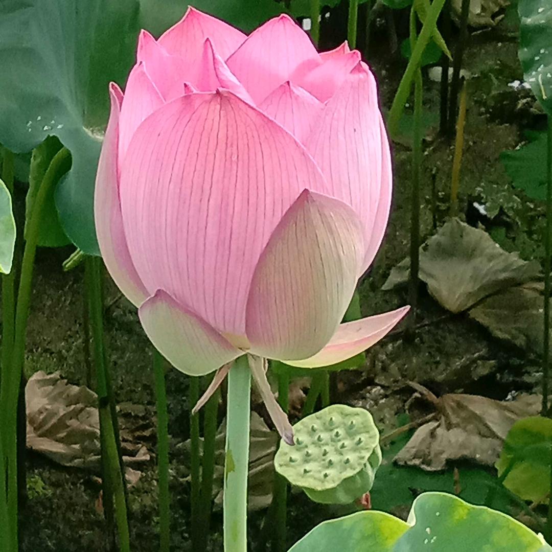 家多宝