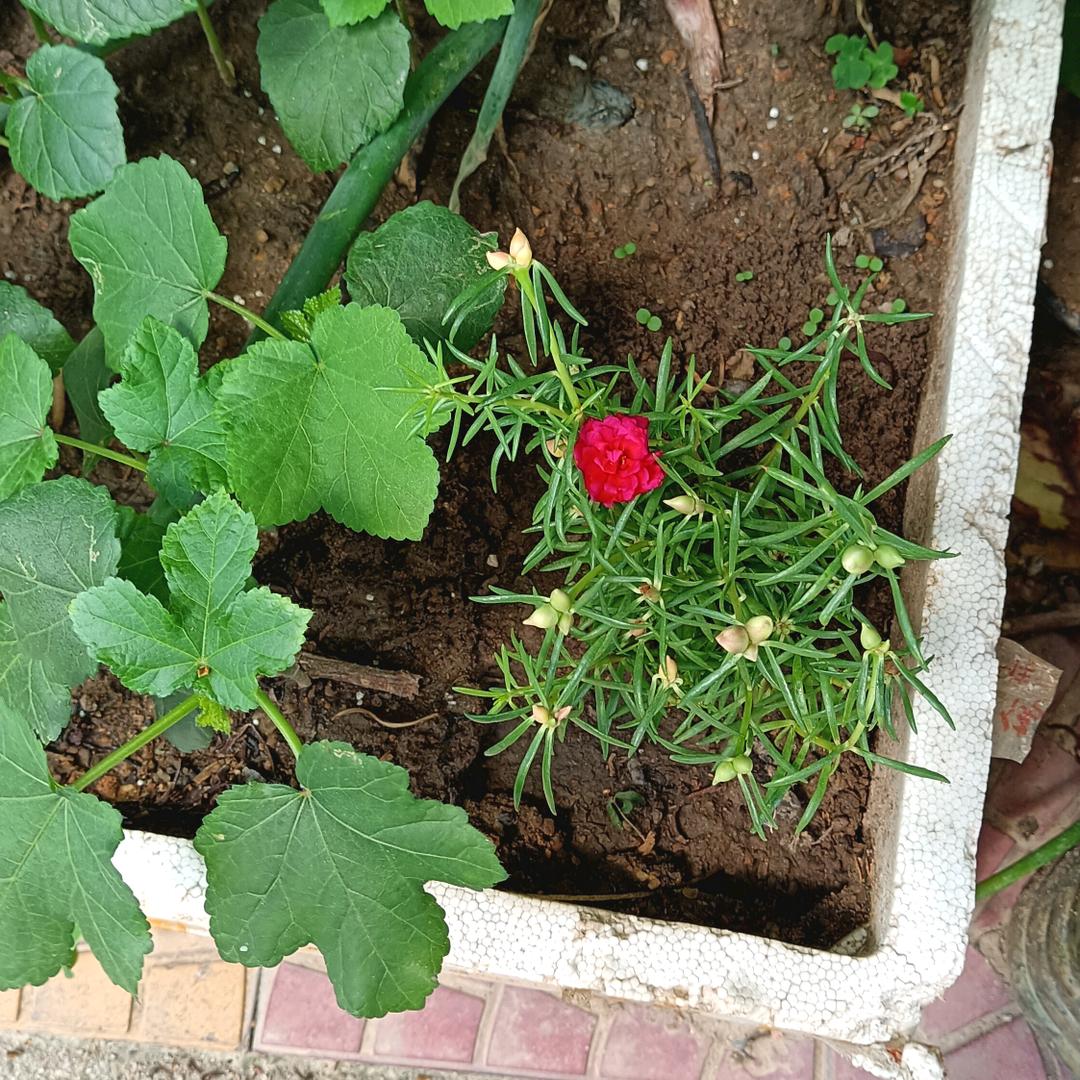 燕子🌹