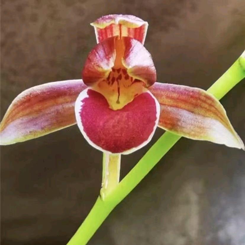 梦想兰花园林种植基地