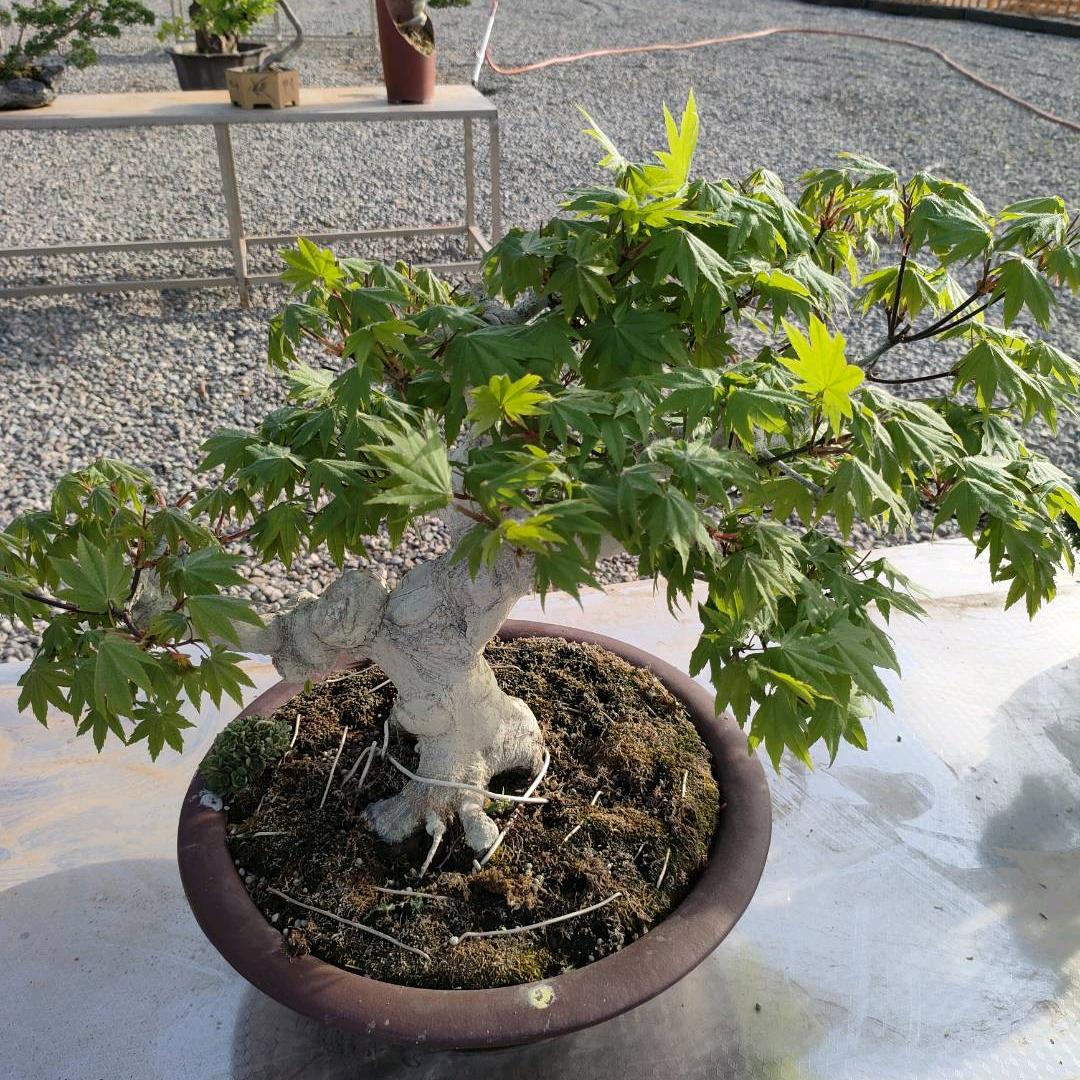 阿豪大块炖肉胡辣汤