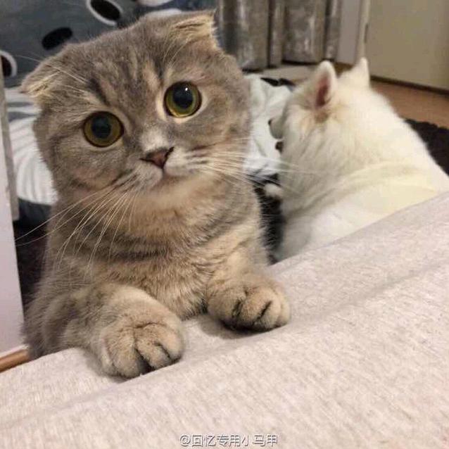 黑心