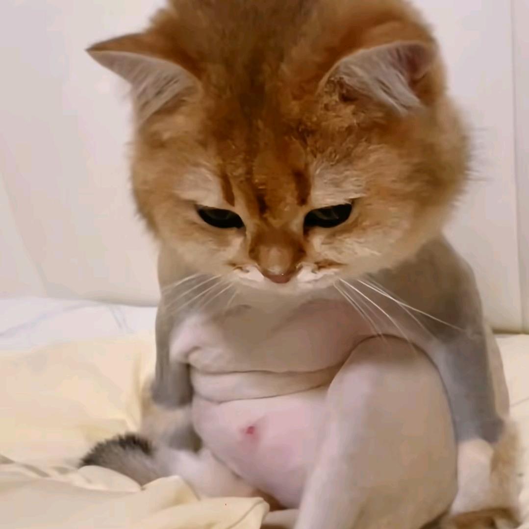 圆圆的小圆子