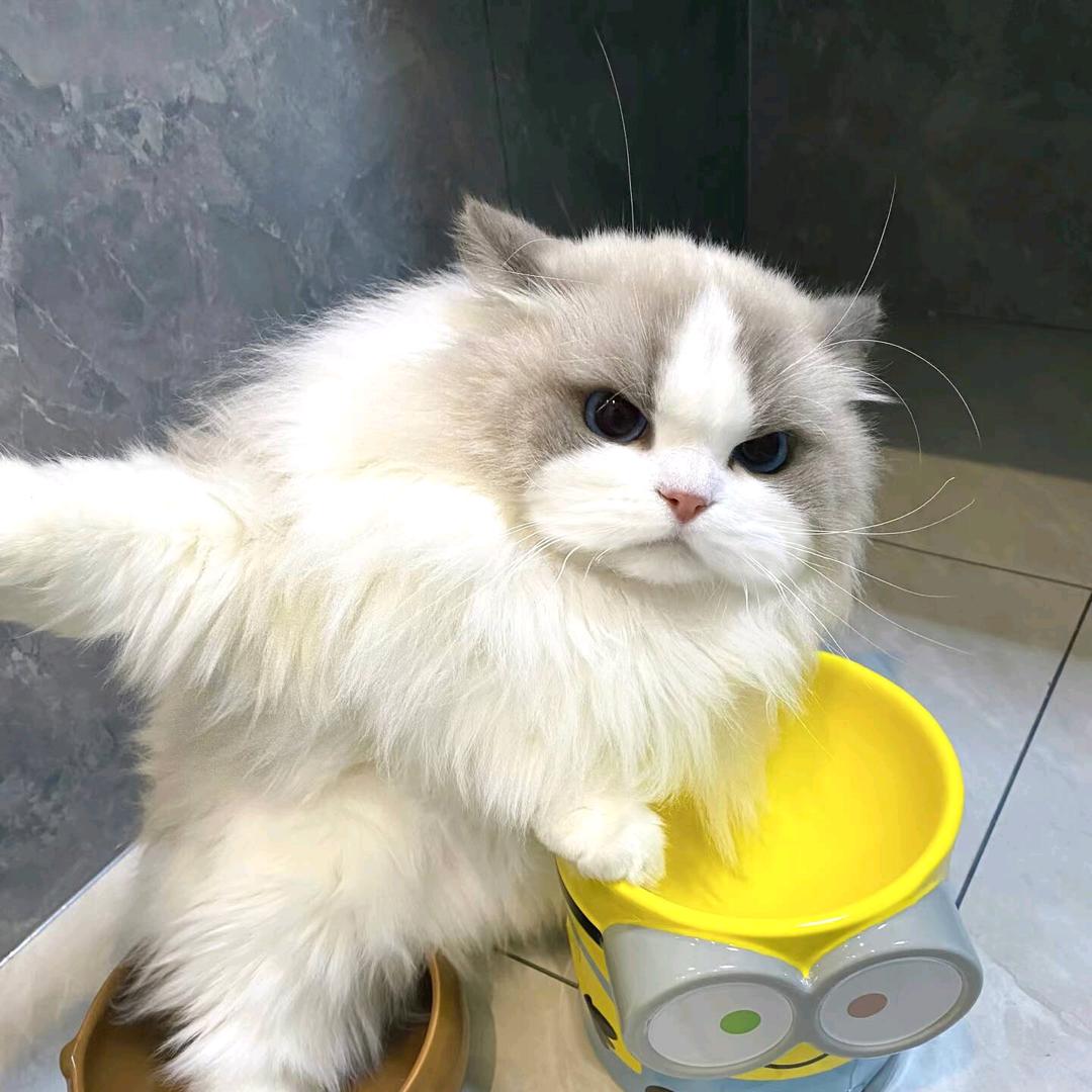 宠物医生Mr.王