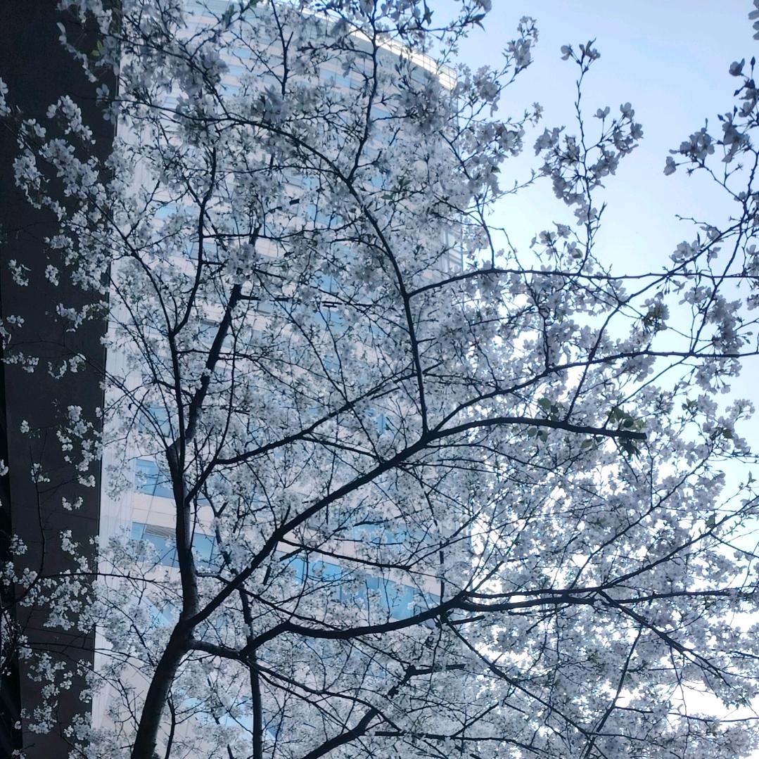 啊松