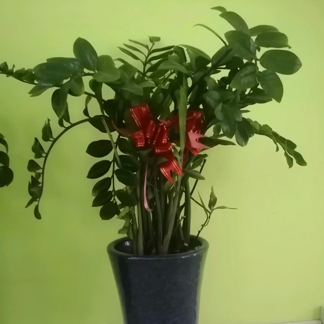 无关风月