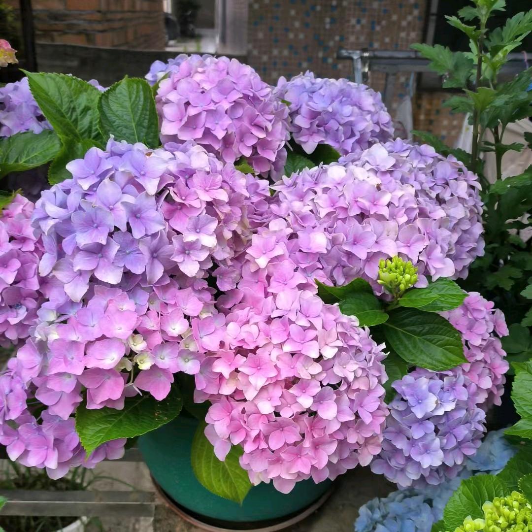 丁锅锅卤味长期招徒《红美》