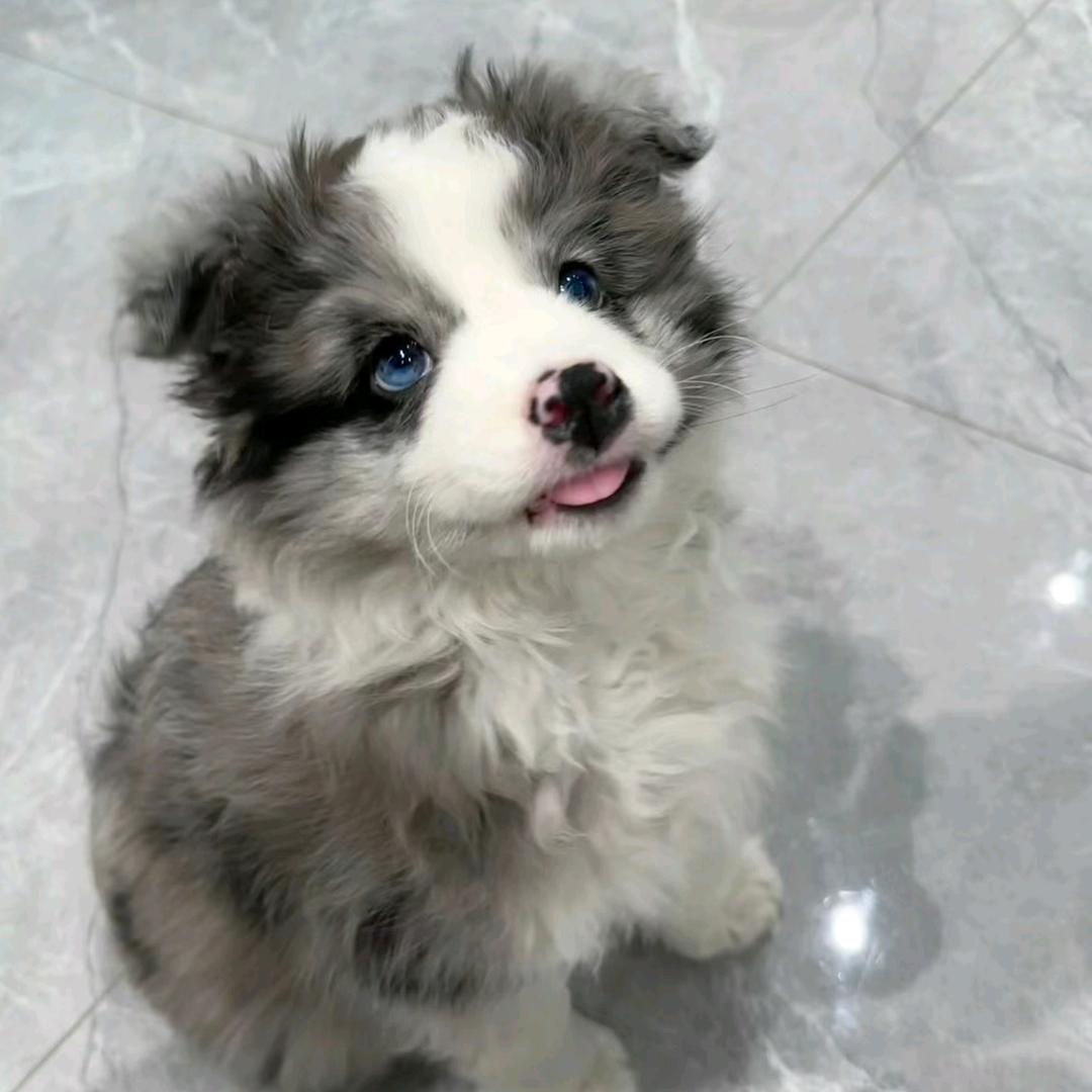 小狗战士