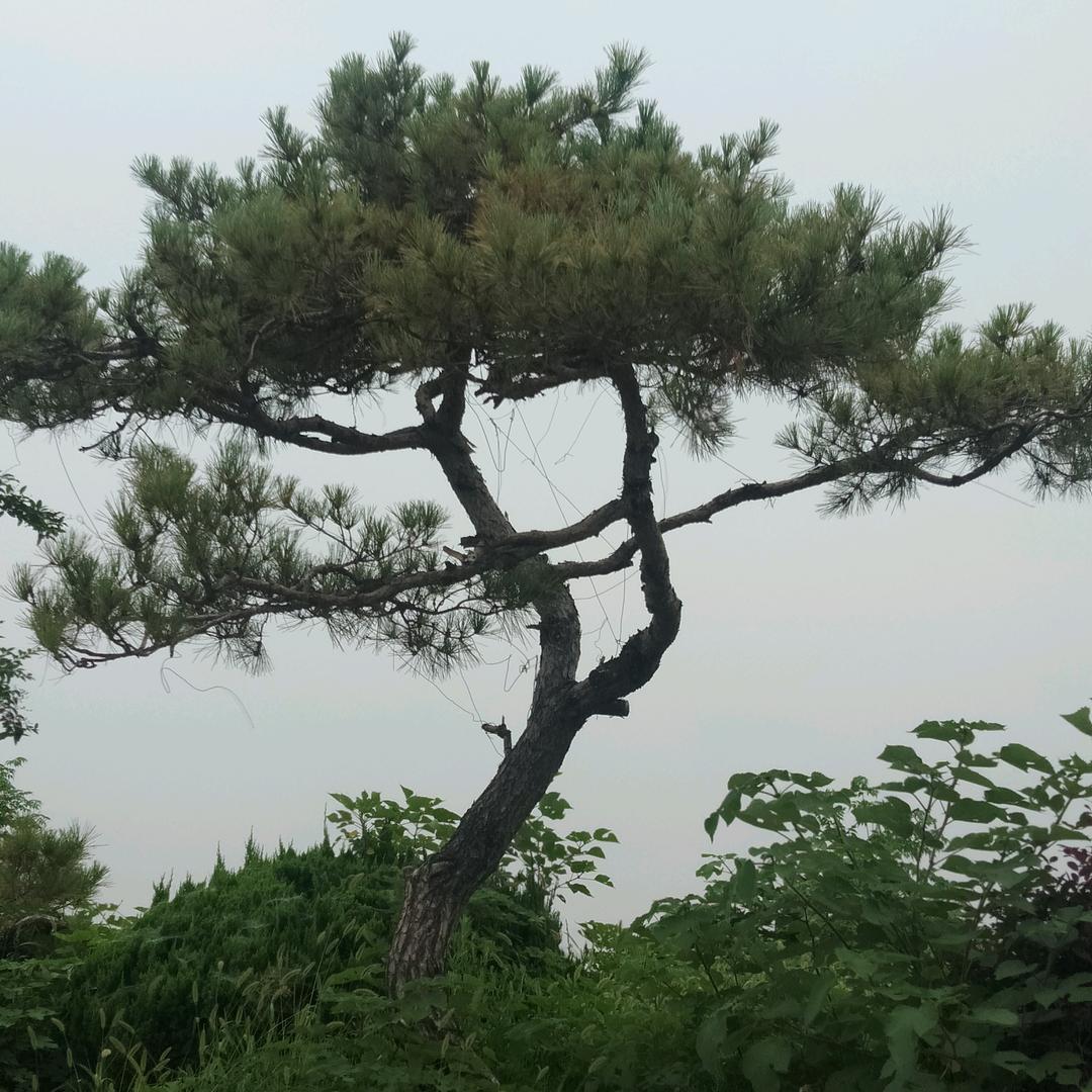 蔚蓝色的梦
