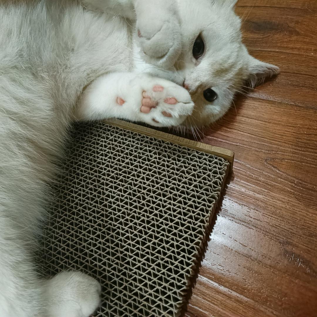 L.