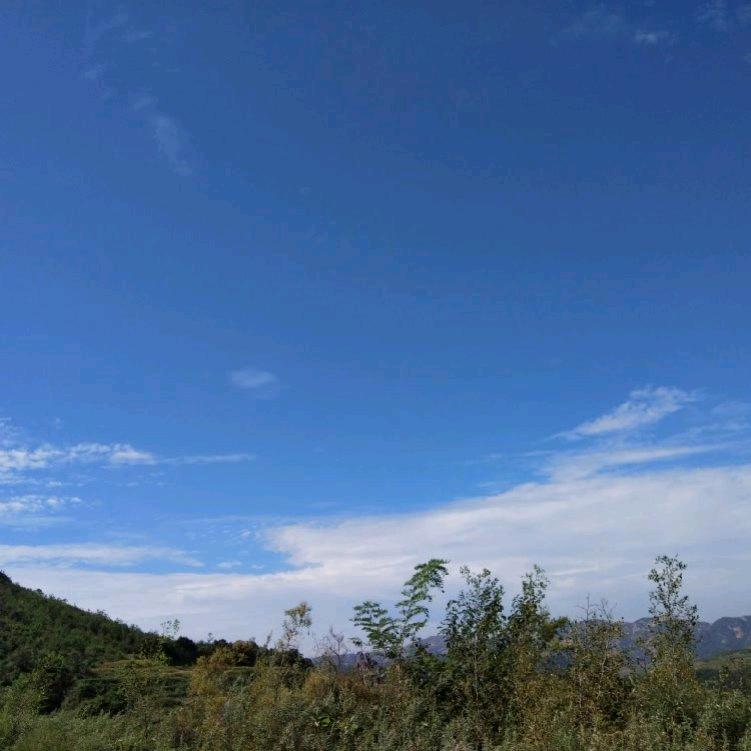 芦山青松