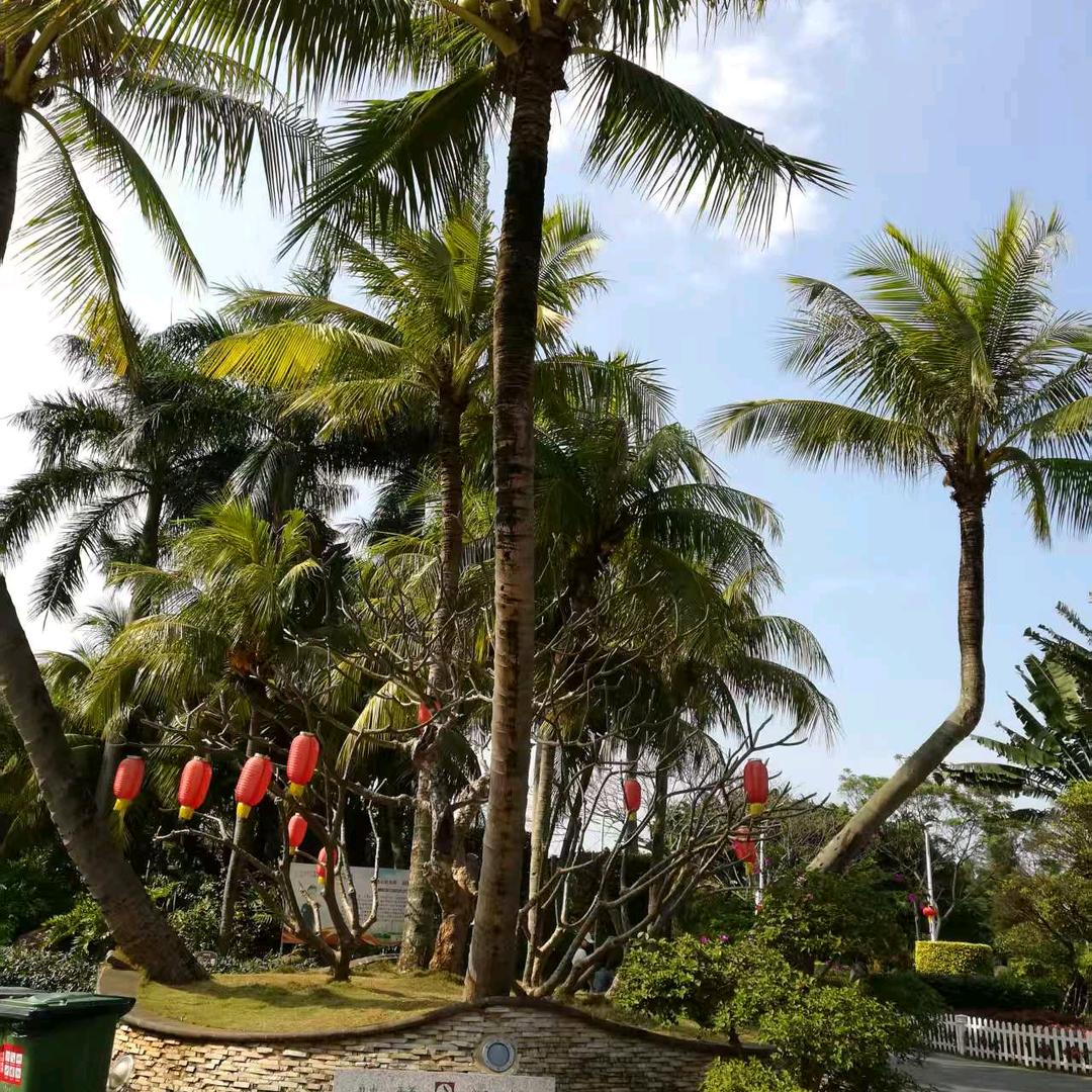 柳梢清风