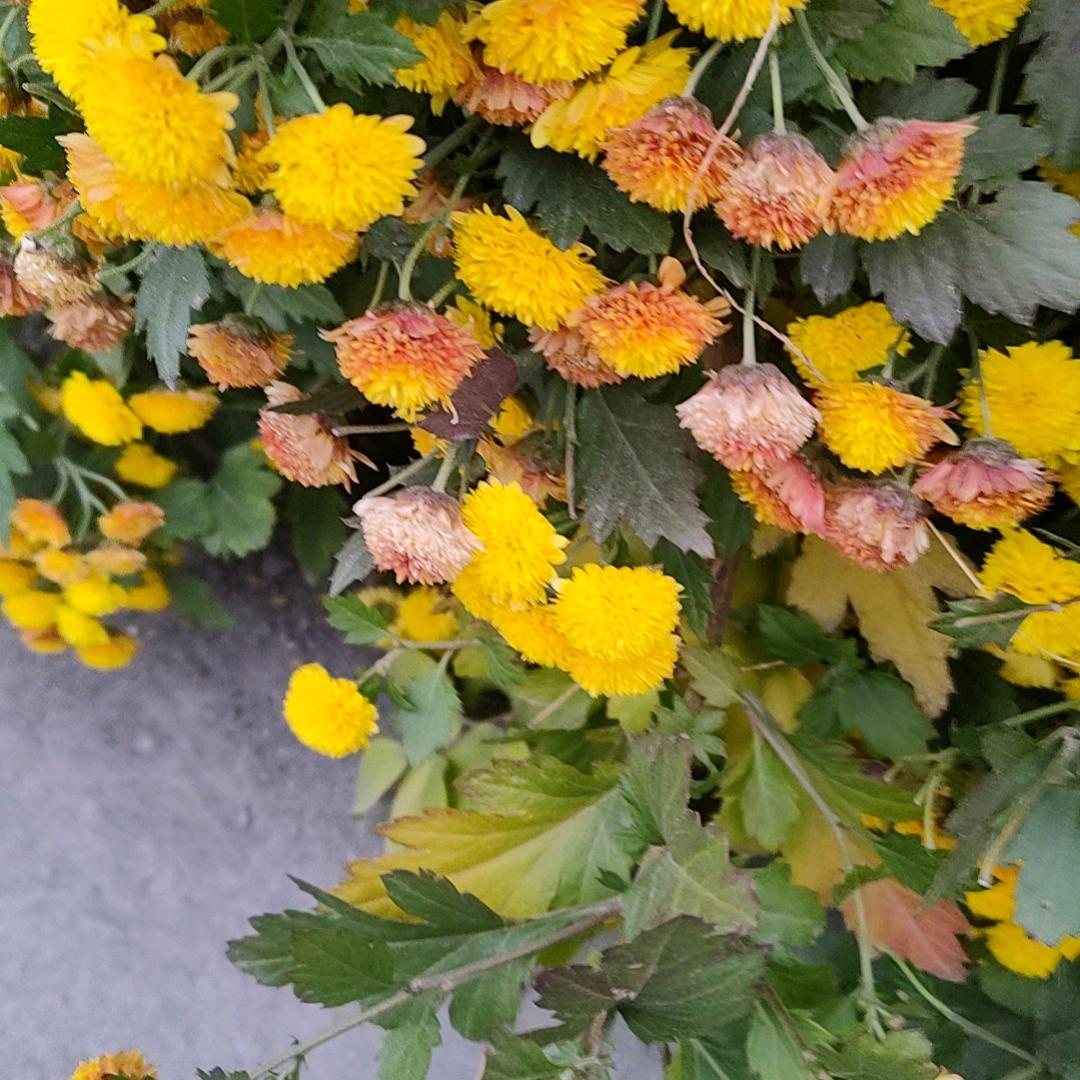 成富董老师（书在橱窗）